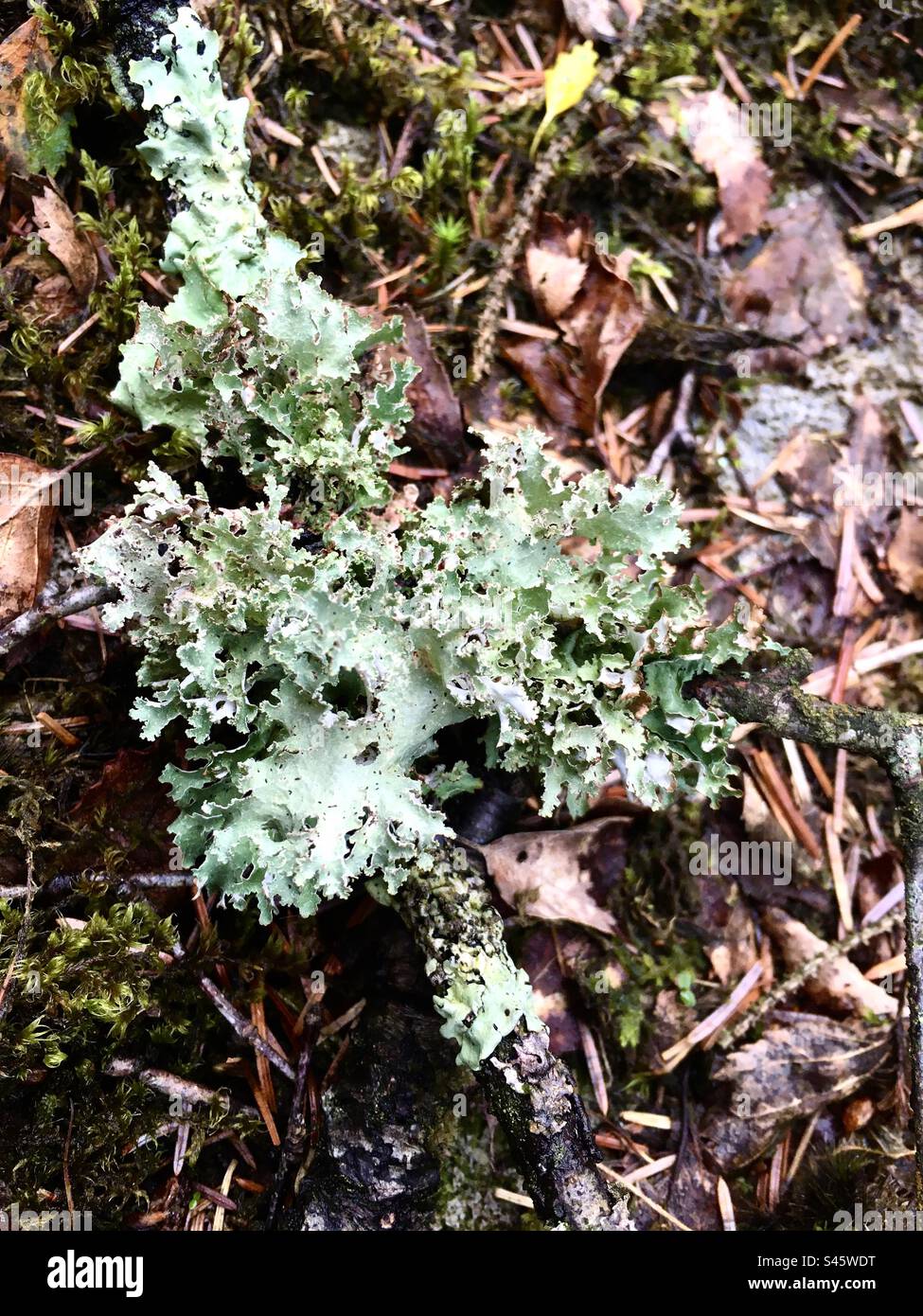 Lichen Amongst Woodland Leaf Litter Stock Photo