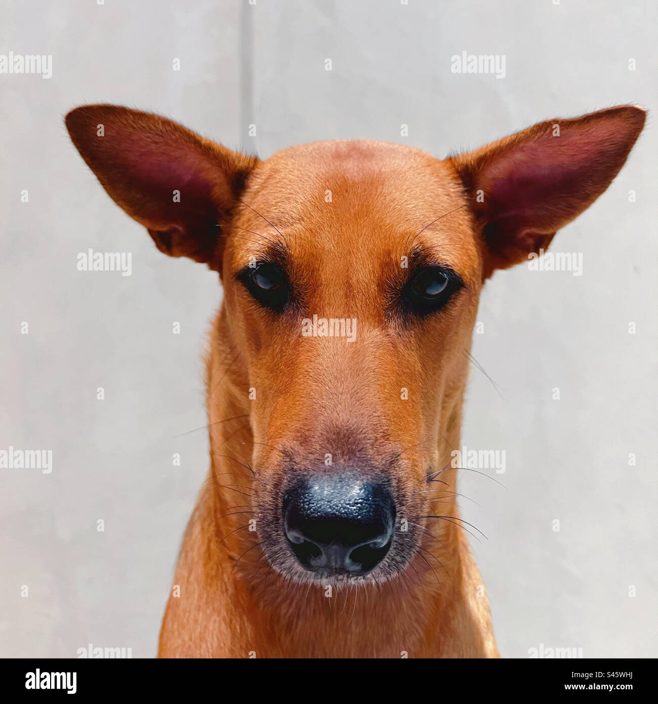 DOG [ Mixed Breed ] Domestic ShortHair / Female Stock Photo Alamy