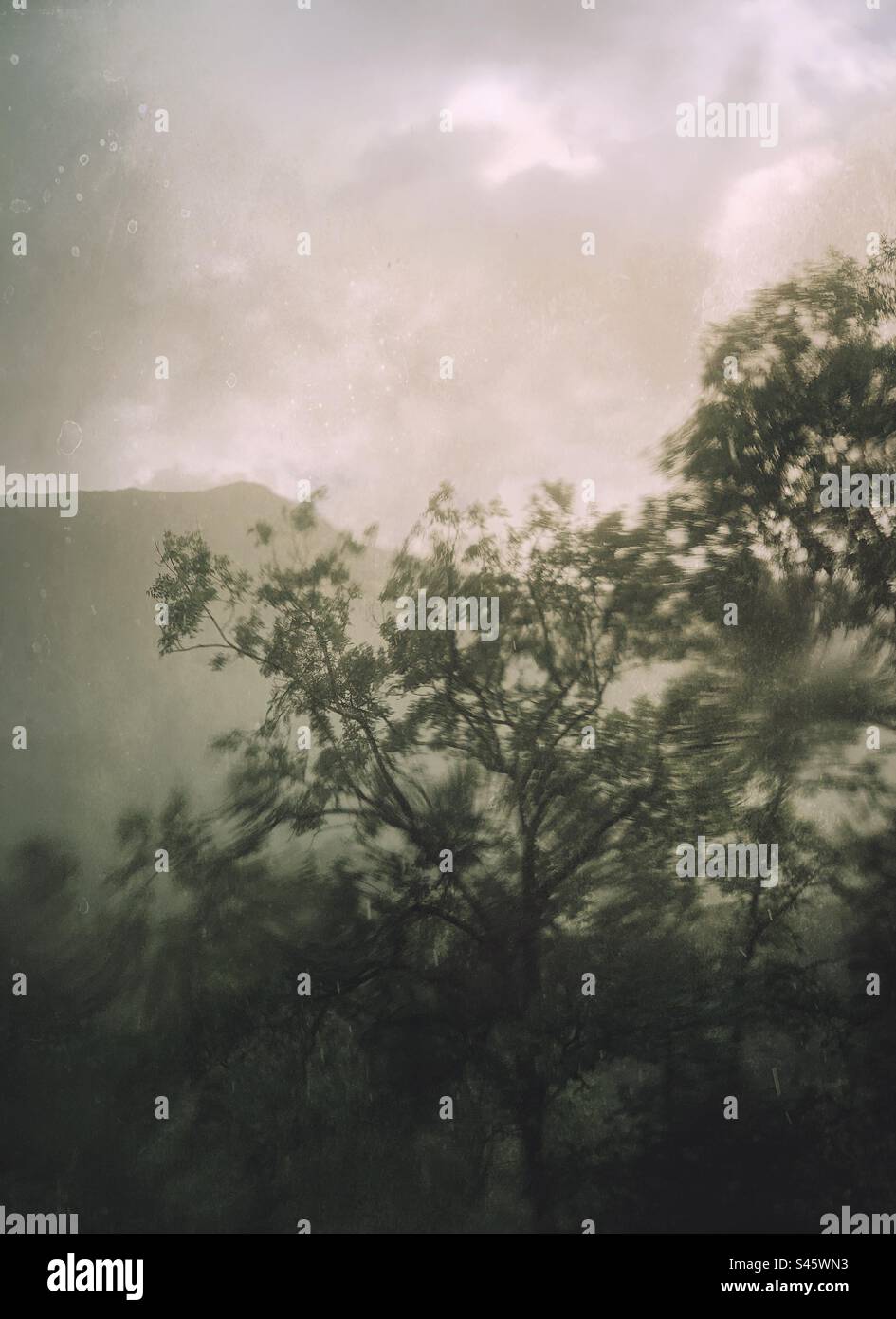 A wet painterly view of trees and sky in the rain landscape background - Smartphone Captured Stock Image