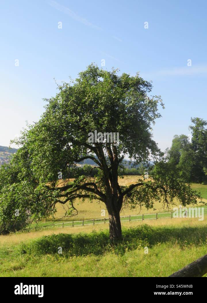 Swiss Landscape! - Smartphone Captured Stock Image