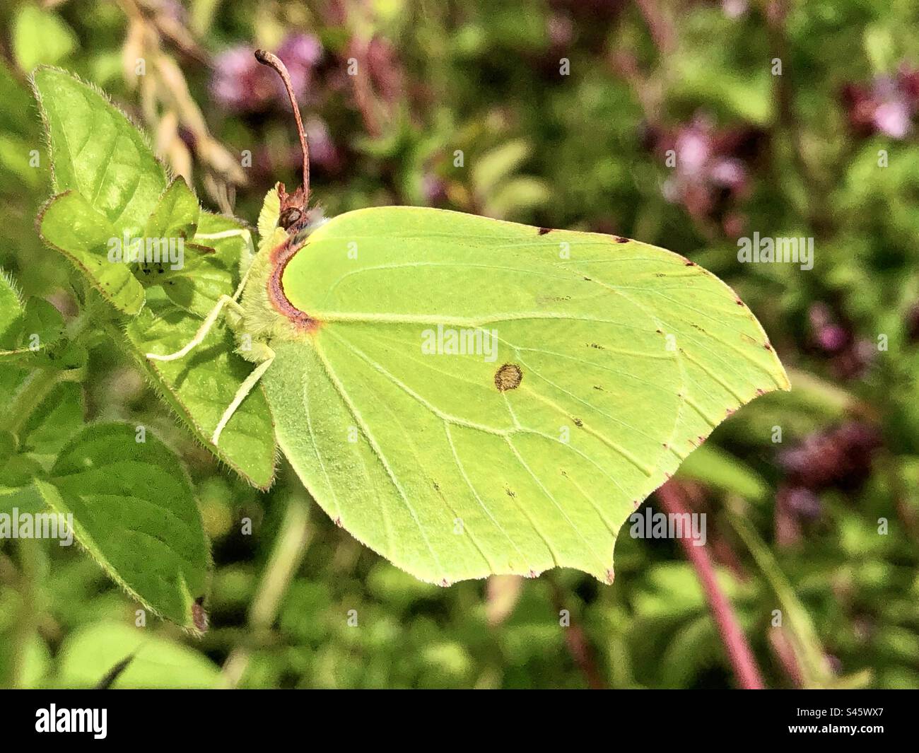 Brimstone butterfly (Gonepteryx rhamni) at Stockbridge down, Hampshire, United Kingdom - Smartphone Captured Stock Image