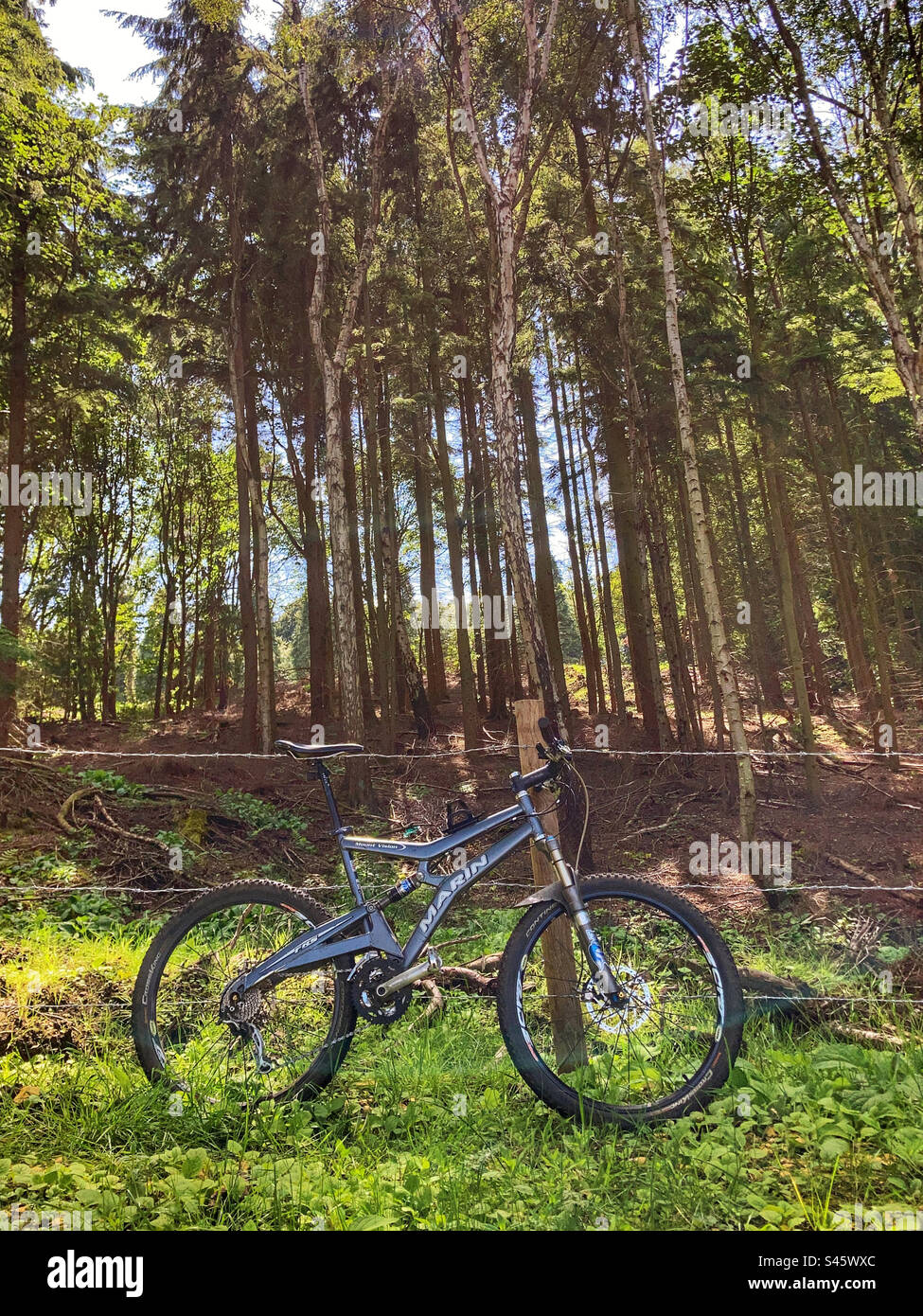 Marin Mount Vision Mountain Bike in the woods - Smartphone Captured Stock Image