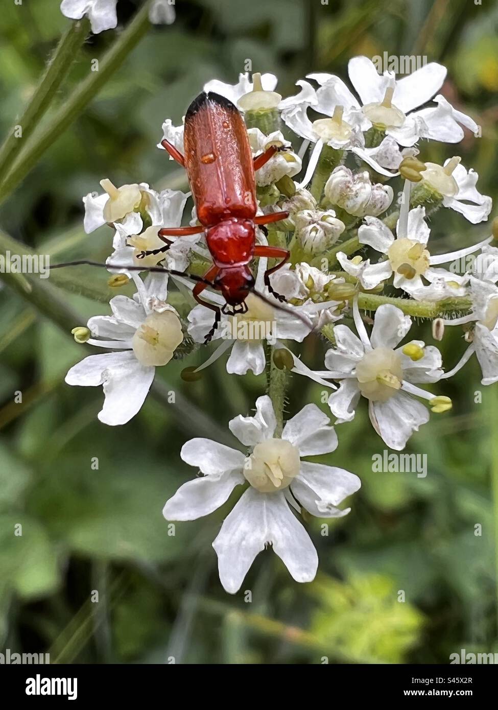 Red Soldier Beetle Stock Photo Alamy