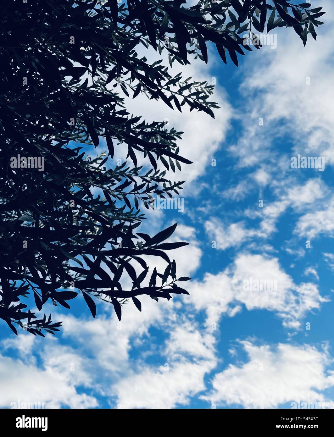 Olive tree Brisbane Queensland Australia Stock Photo Alamy