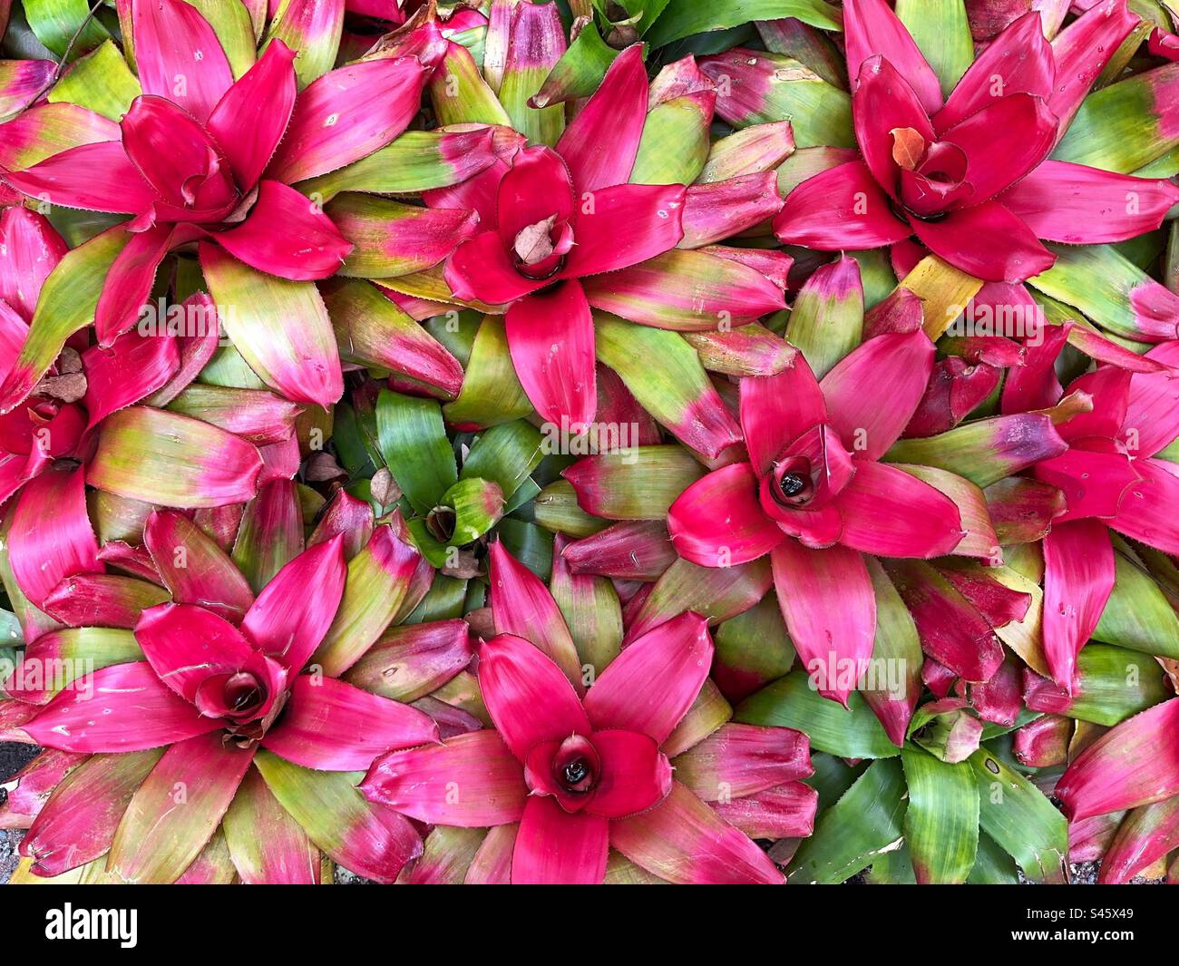 Closeup view of the flowering plant Bromeliad Stock Photo