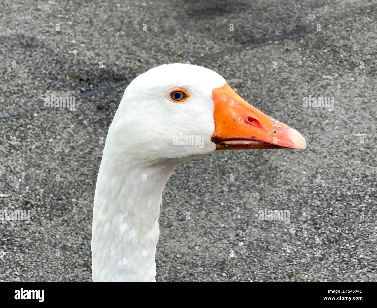 Portrait of a mature mute swan - Smartphone Captured Stock Image