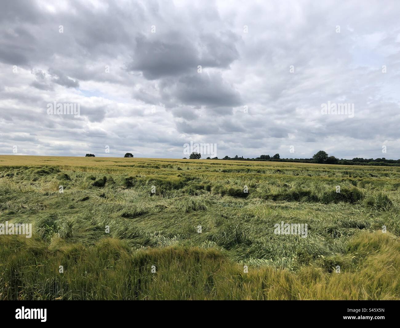 Flattened crop of spring barley in North Lincolnshire following wet weather, England, United Kingdom Stock Photo