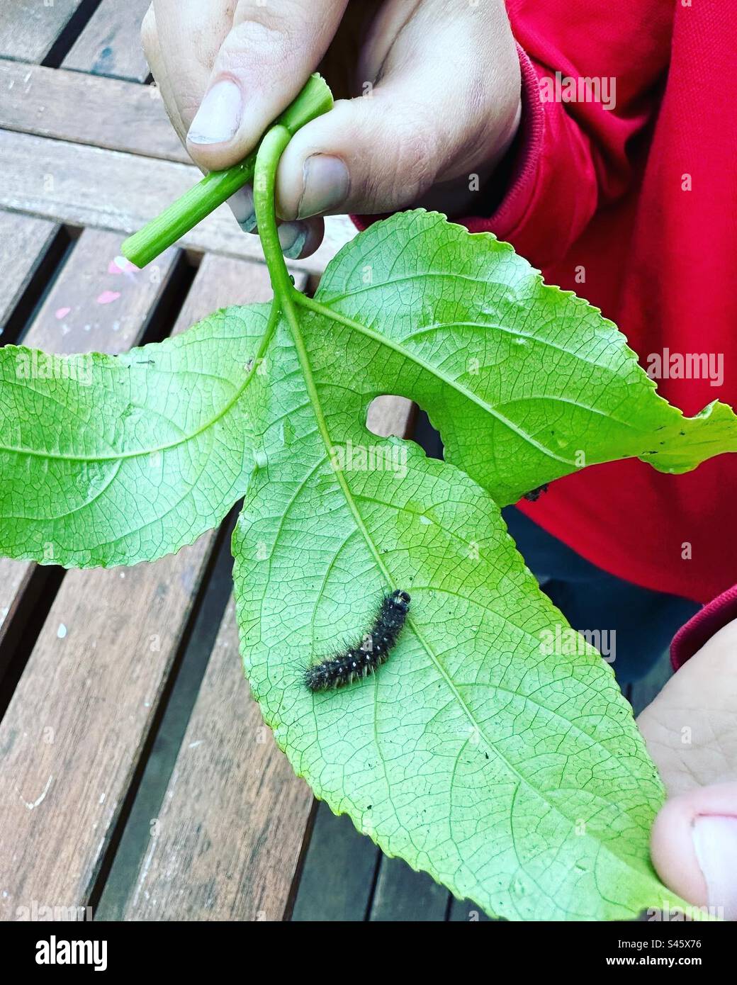 Caterpillar on a leaf held by a child Stock Photo