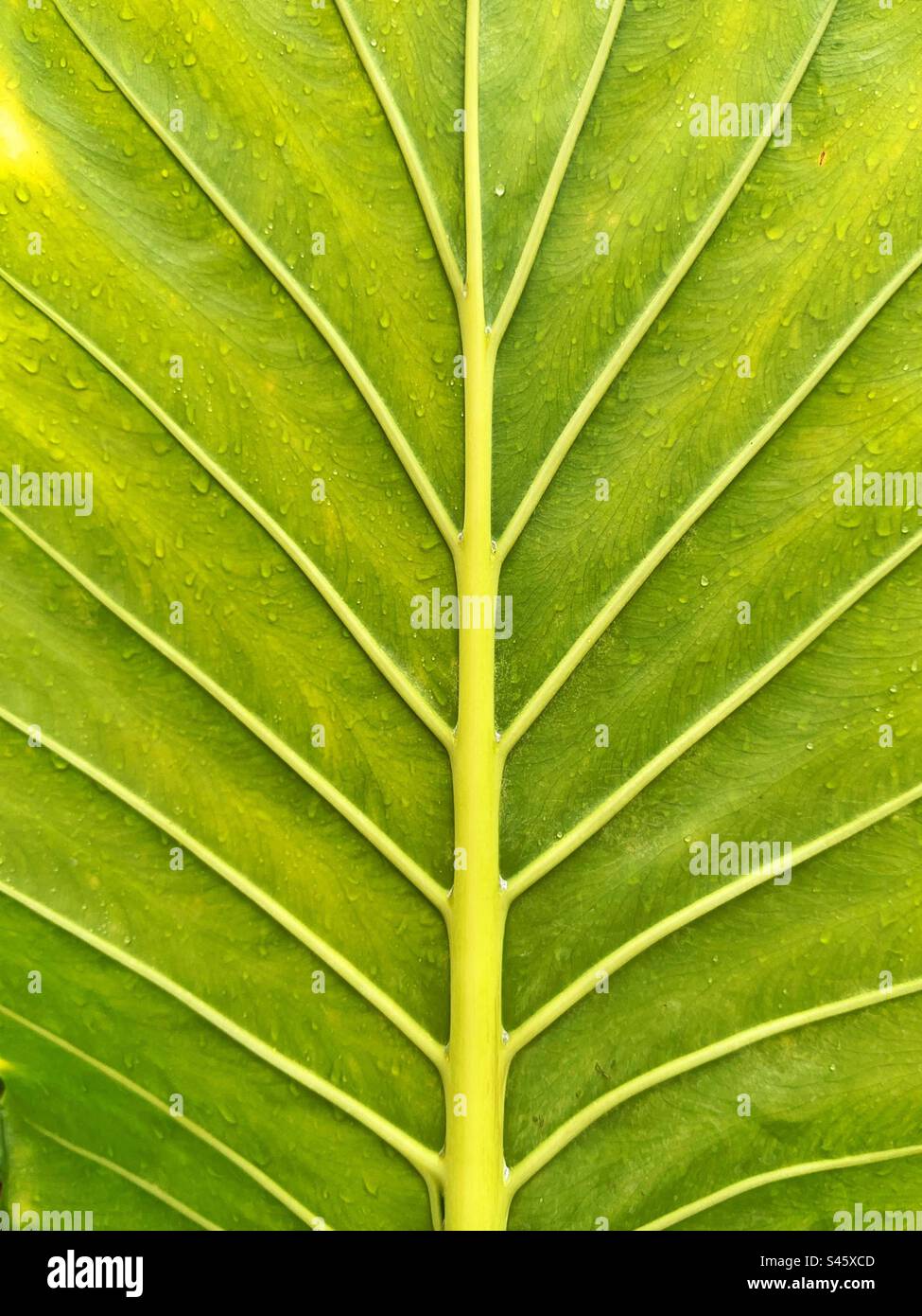 Close up view of the veins on a large tropical leaf. Backgrounds. - Smartphone Captured Stock Image