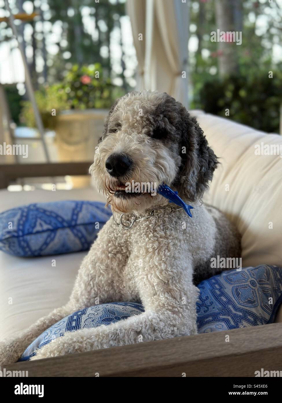 Dog holding toy in his mouth hires stock photography and images Alamy