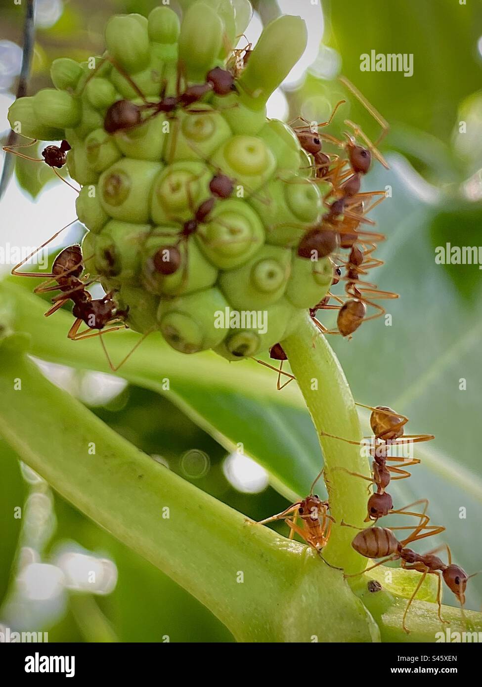 Outdoors photography of the ants is on the wild fruit just front of our house’s pavement Stock Photo