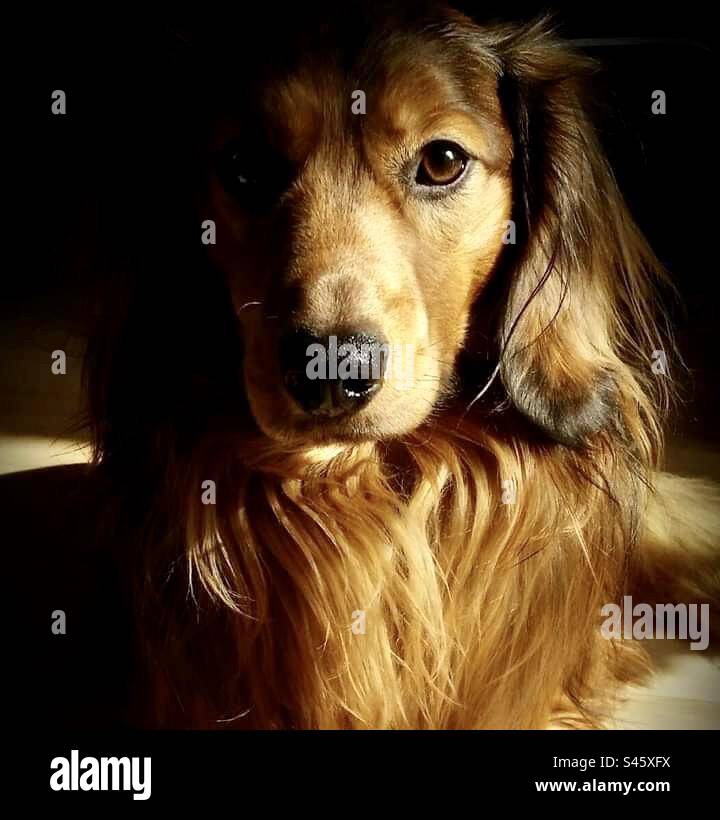 Long haired shaded red cheap dachshund