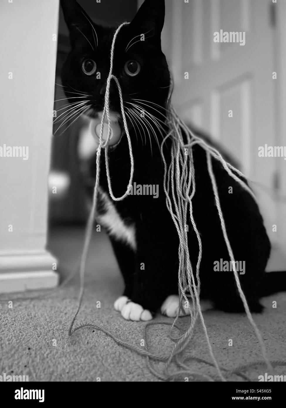 Cat wrapped in Knitting Wool Stock Photo