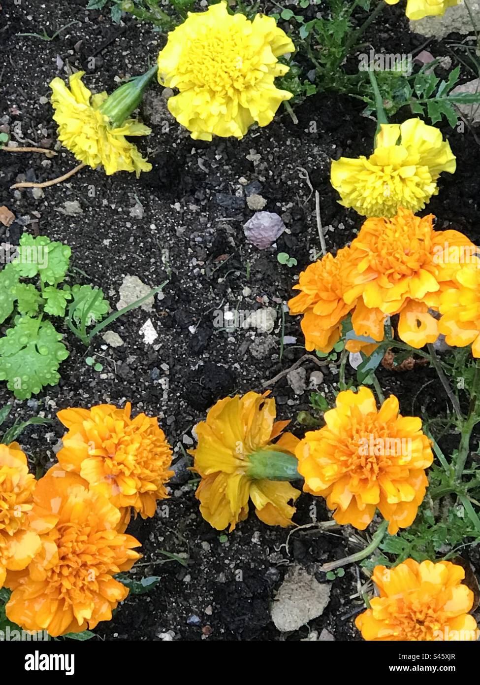 Orange and yellow marigolds brightening up a boarder . Stock Photo