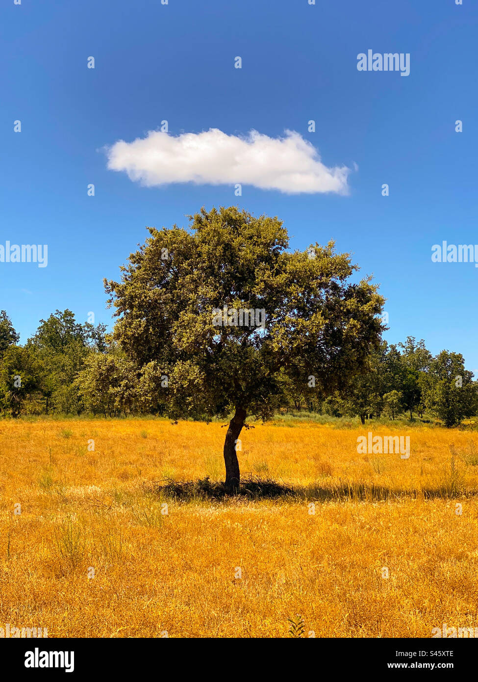 The tree and the cloud - Smartphone Captured Stock Image