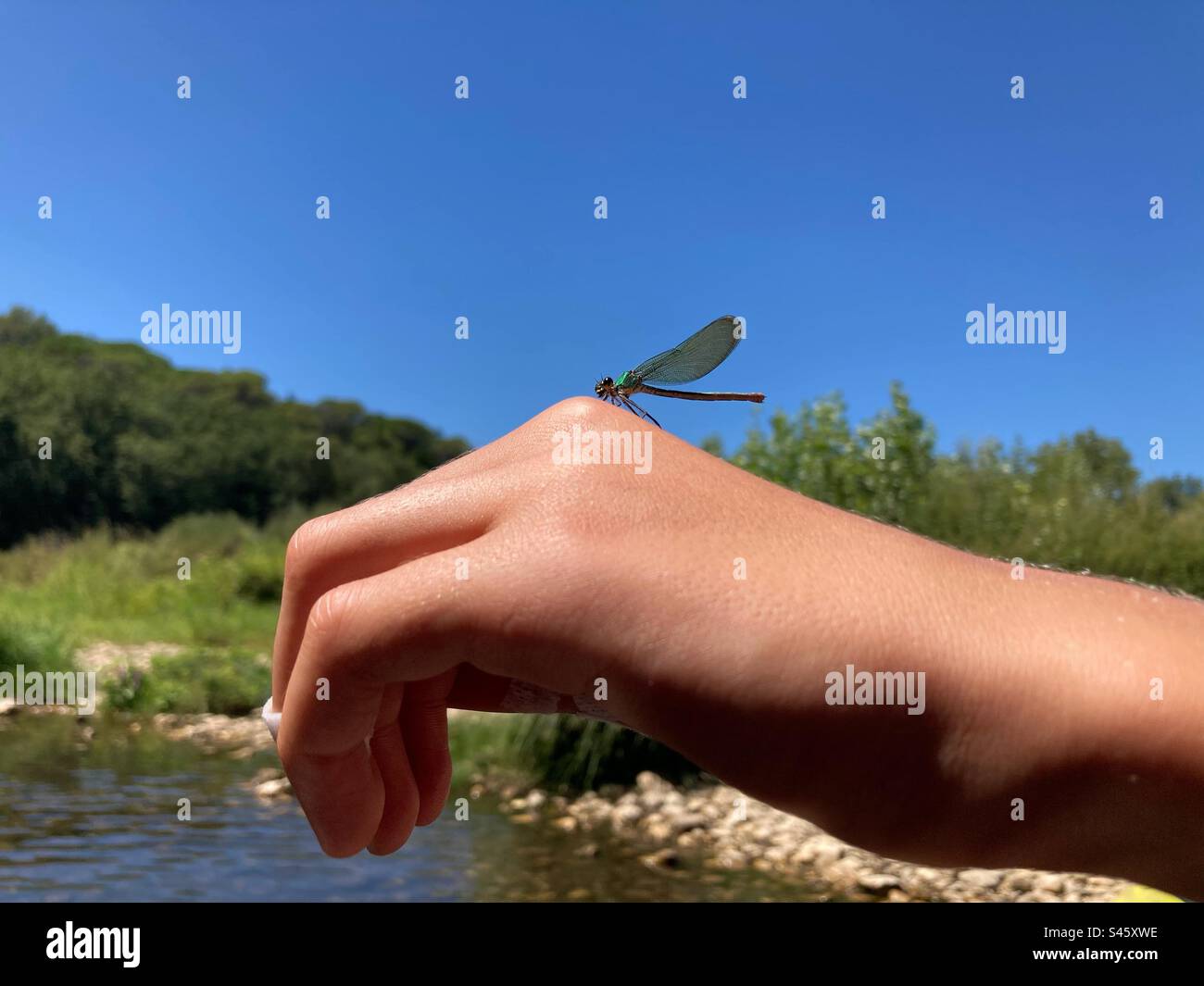 Dragonfly on a boy‘s Hand in the South of France at the river Ceze - Smartphone Captured Stock Image