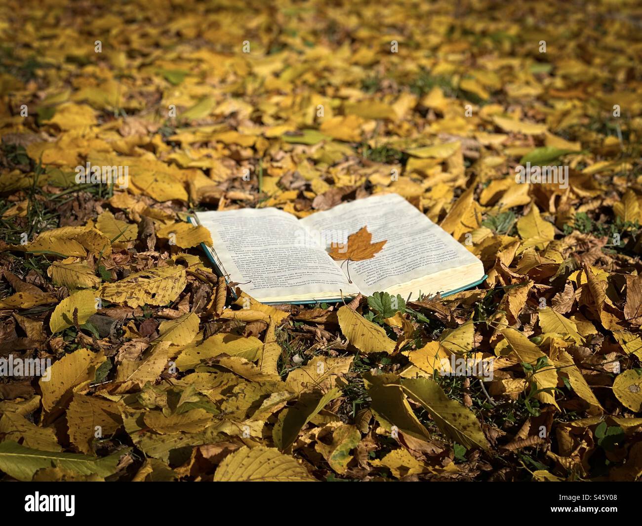 Open book placed on yellow autumn leaves fallen on the ground - Smartphone Captured Stock Image