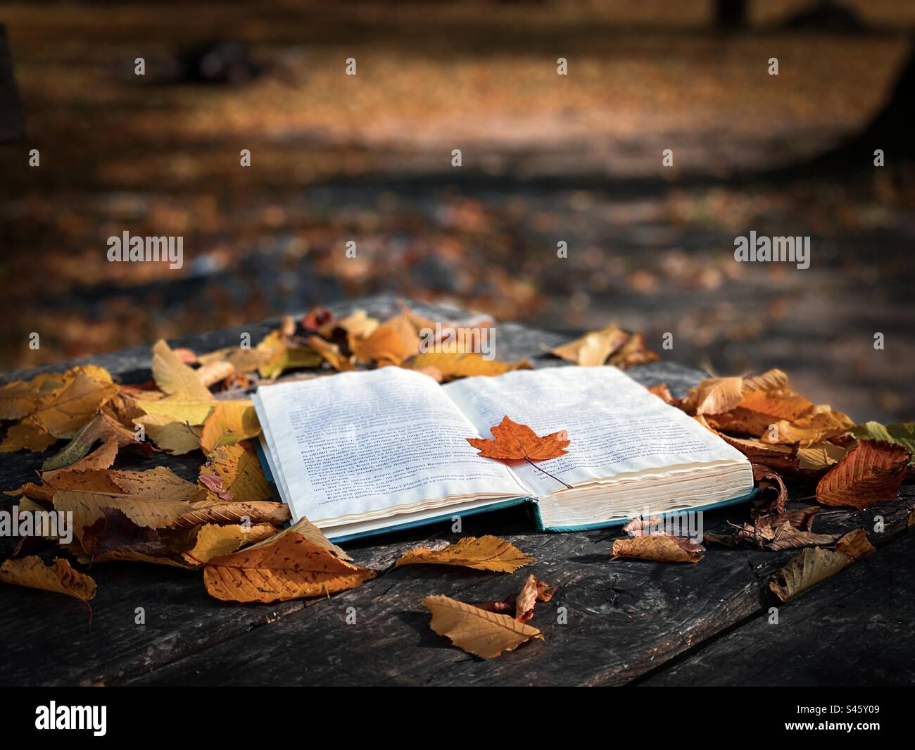Open book with a leaf on it placed on a rustic wooden table covered with brown and yellow autumn leaves - Smartphone Captured Stock Image