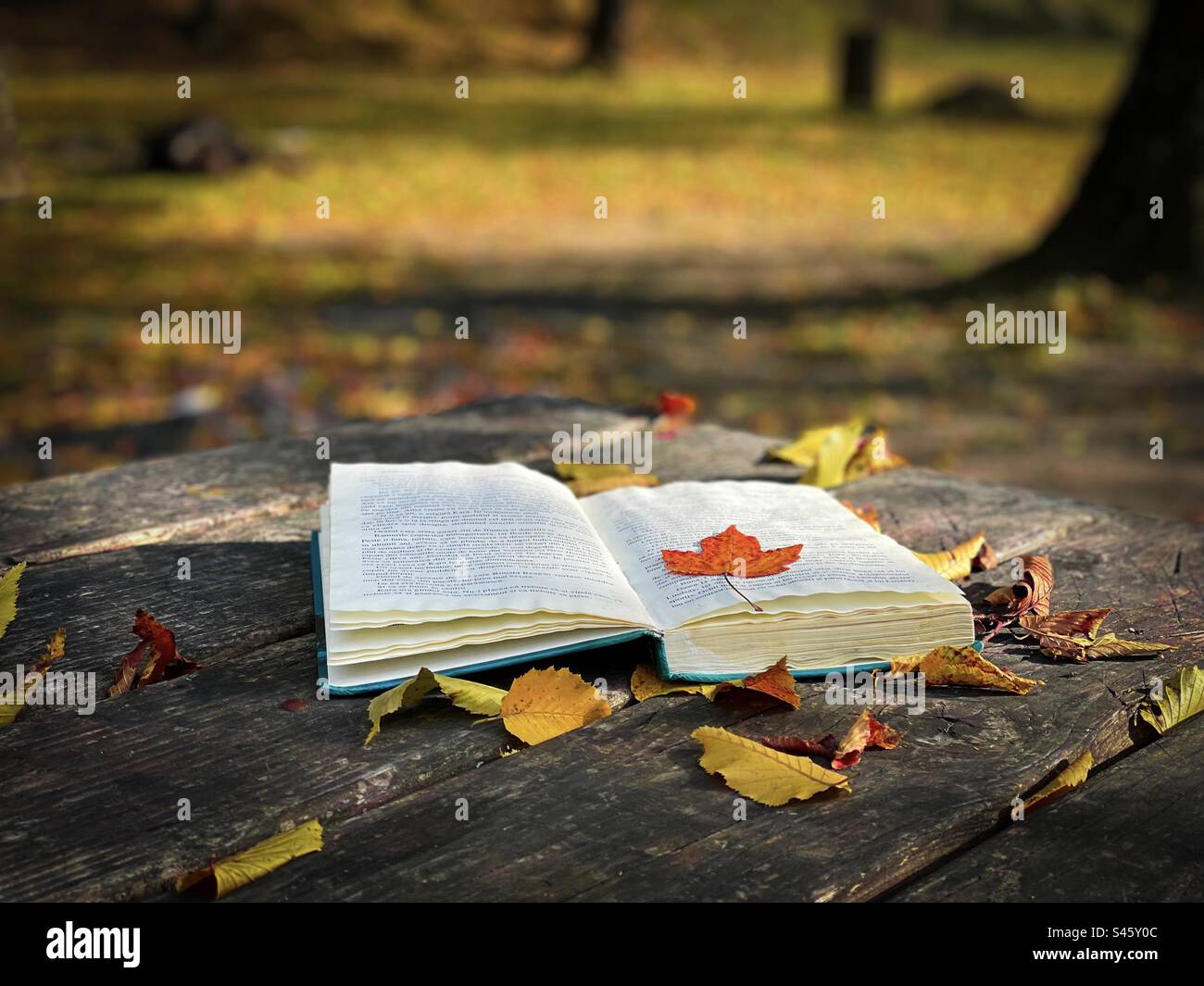 Open book with a leaf on it placed on a rustic wooden table covered with brown and yellow autumn leaves - Smartphone Captured Stock Image