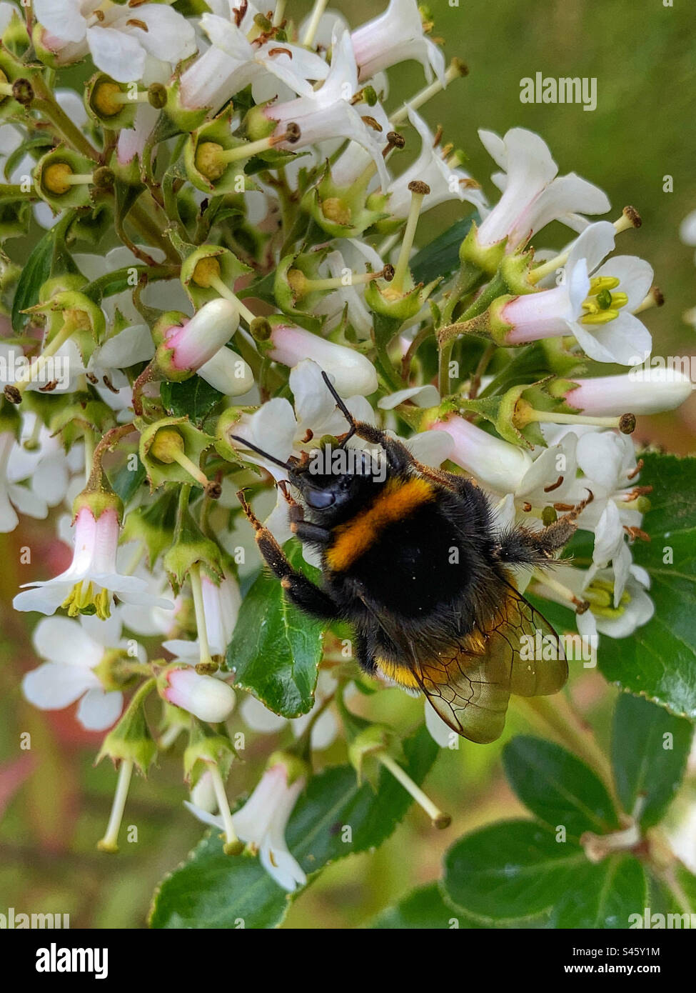 Bee on a White Escallonia flower Stock Photo