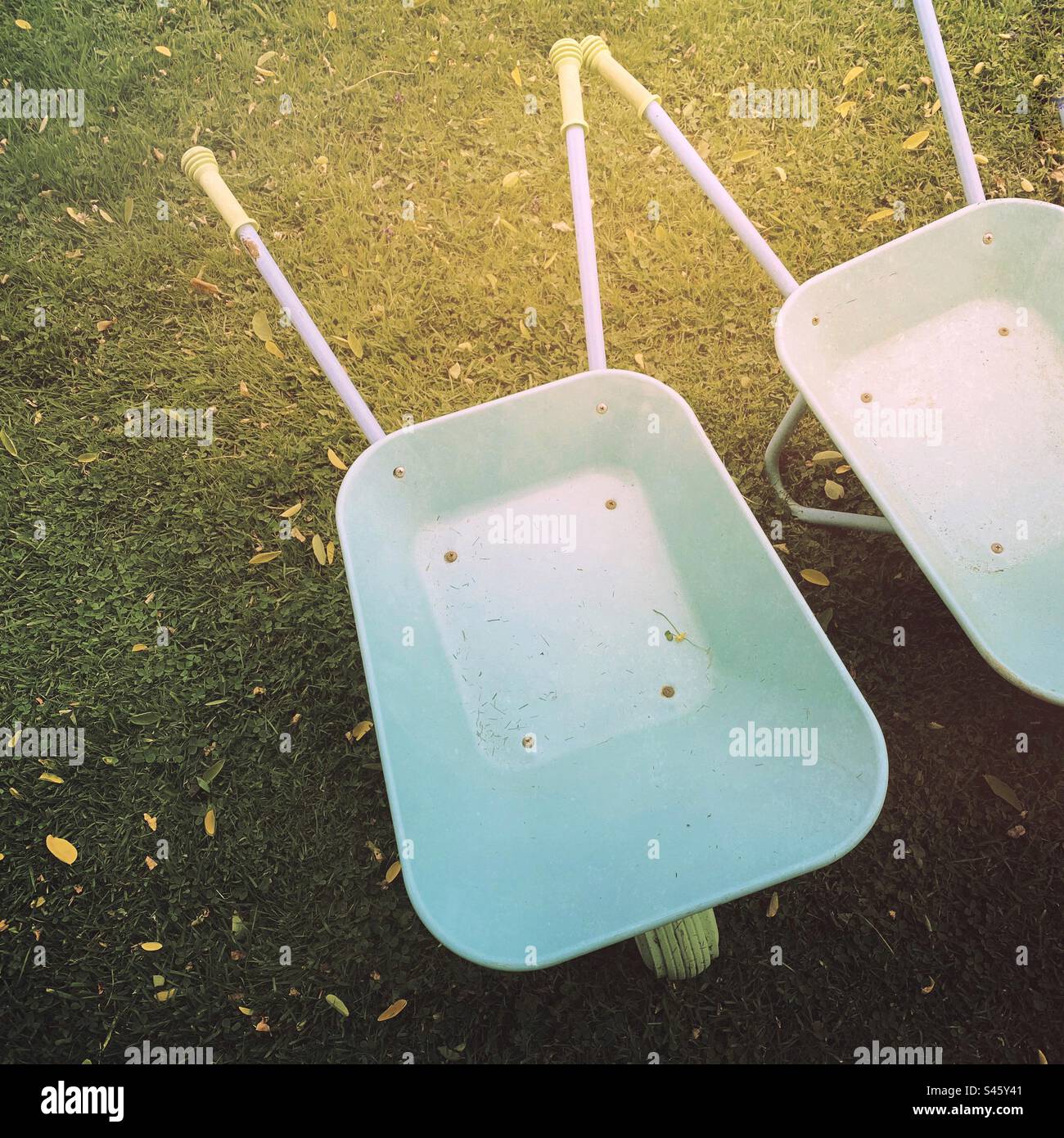 Two garden wheelbarrows on a late summer lawn - gardening gardens wheelbarrow - Smartphone Captured Stock Image