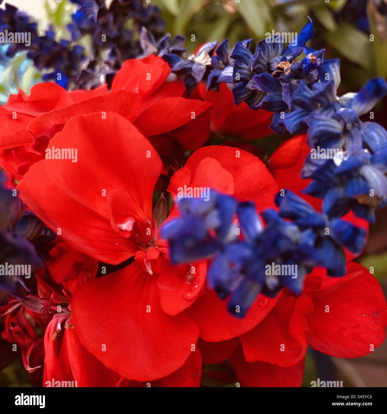 Summer flowers - red geranium and purple violet flowers close-up - Smartphone Captured Stock Image