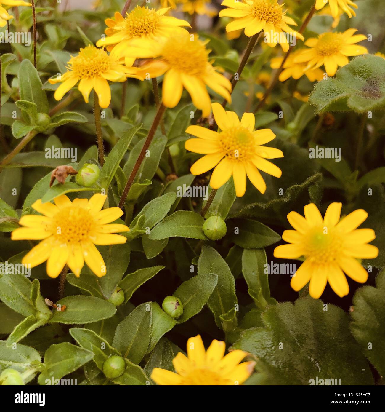 Bunch of yellow flowers - view from the top. No sky, no person - Smartphone Captured Stock Image