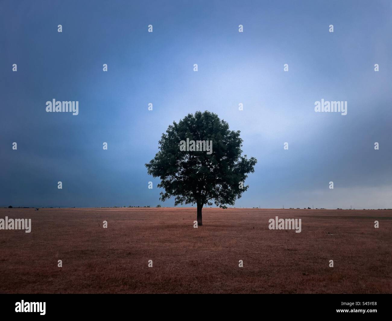 Lonely tree in the middle of a field on a cloudy day Stock Photo