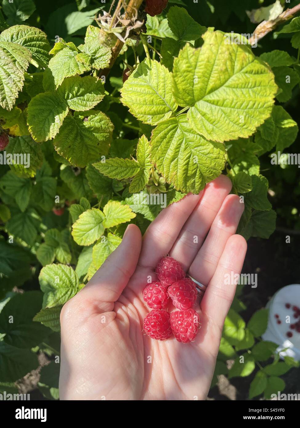 Raspberry - Smartphone Captured Stock Image