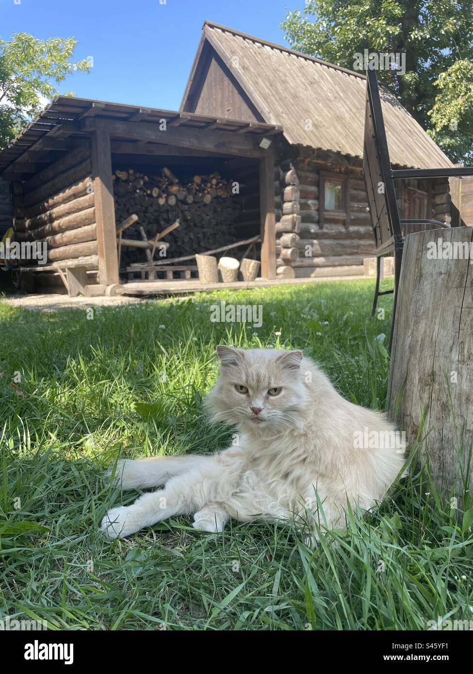 Alice cat - Smartphone Captured Stock Image