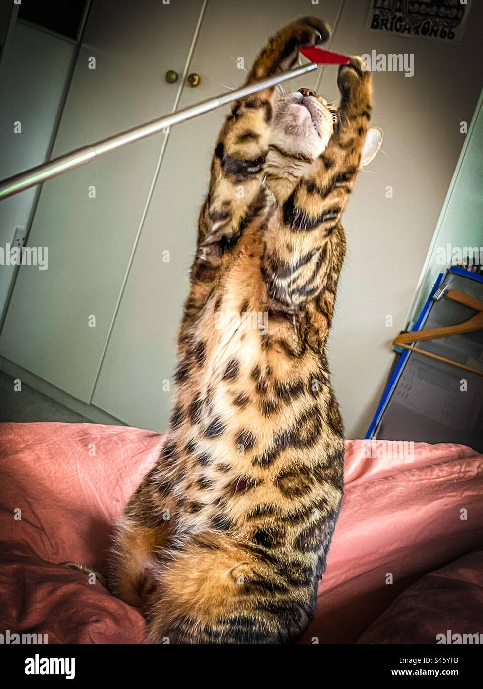 Pet Bengal cat Stock Photo