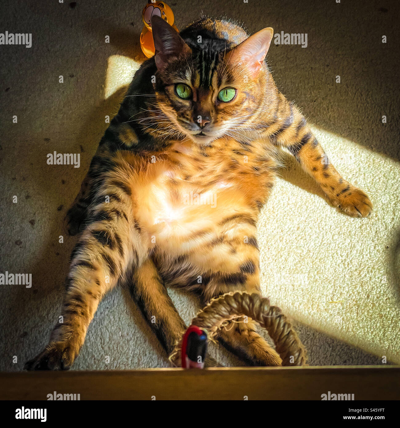 Pet Bengal cat - Smartphone Captured Stock Image