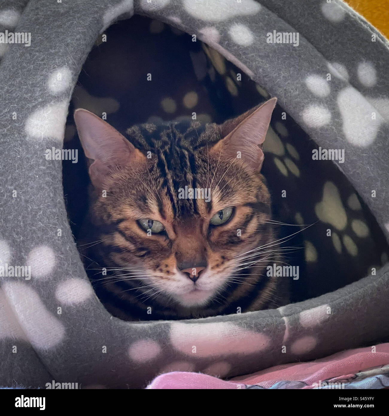 Pet Bengal cat - Smartphone Captured Stock Image