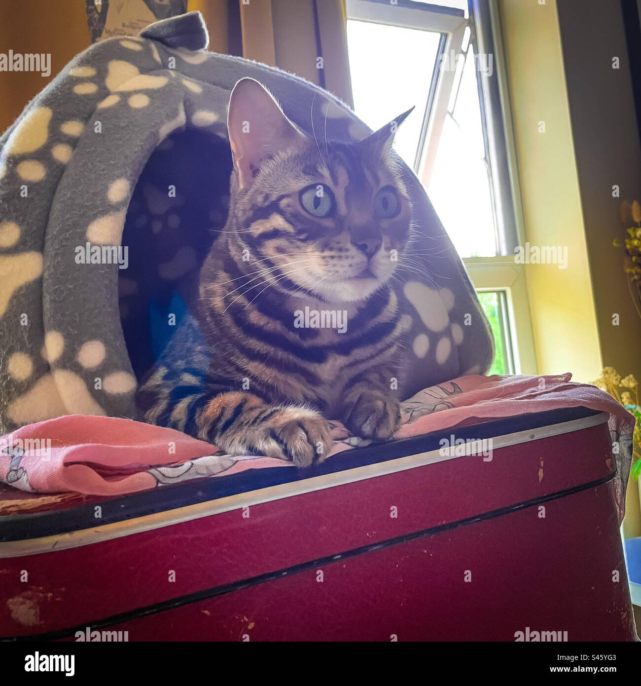 Pet Bengal cat - Smartphone Captured Stock Image