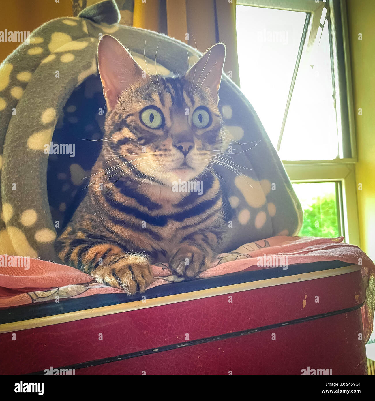 Pet Bengal cat - Smartphone Captured Stock Image