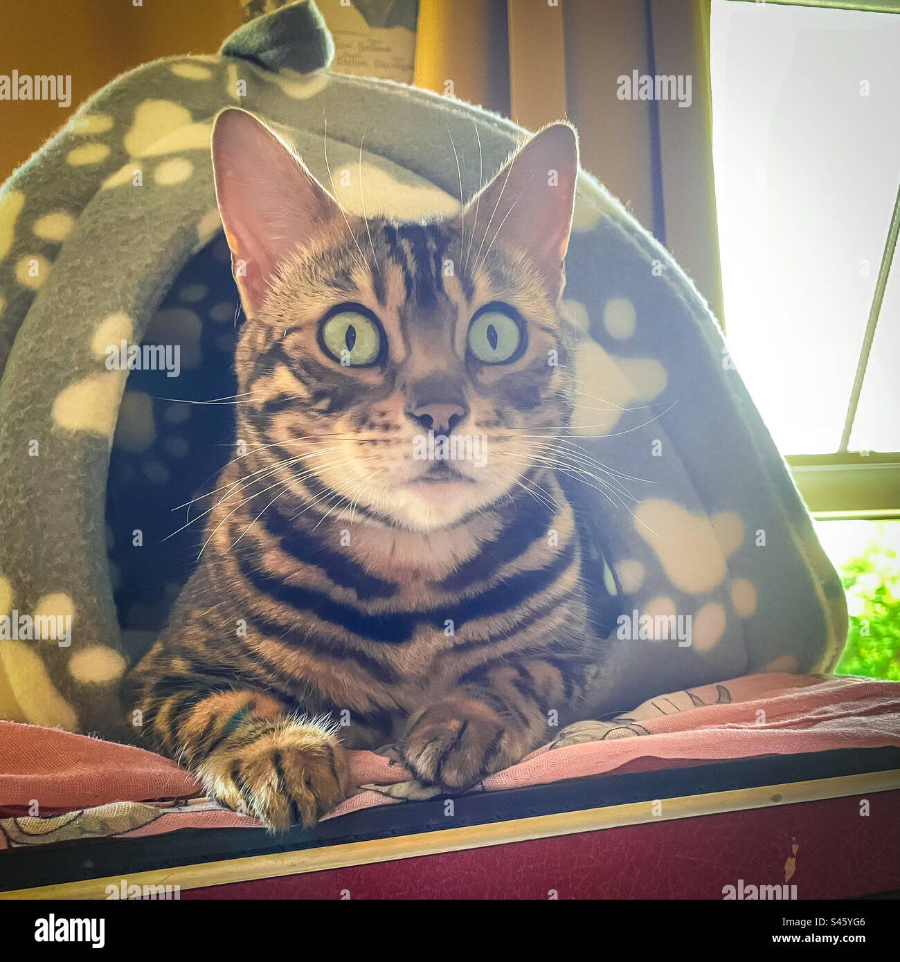 Pet Bengal cat - Smartphone Captured Stock Image