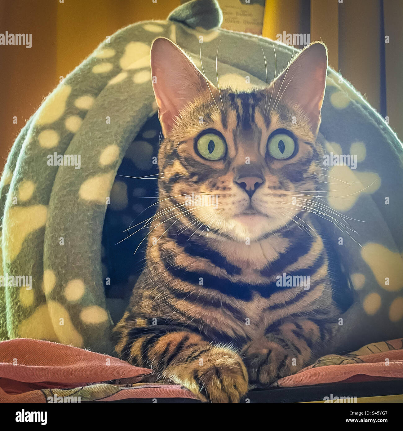 Pet Bengal cat - Smartphone Captured Stock Image