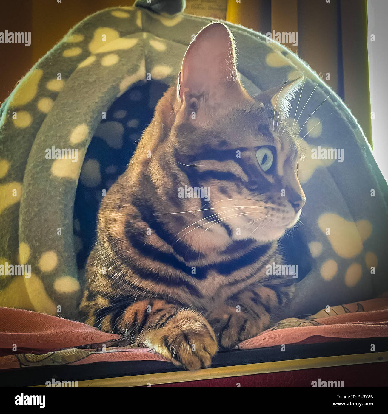 Pet Bengal cat - Smartphone Captured Stock Image
