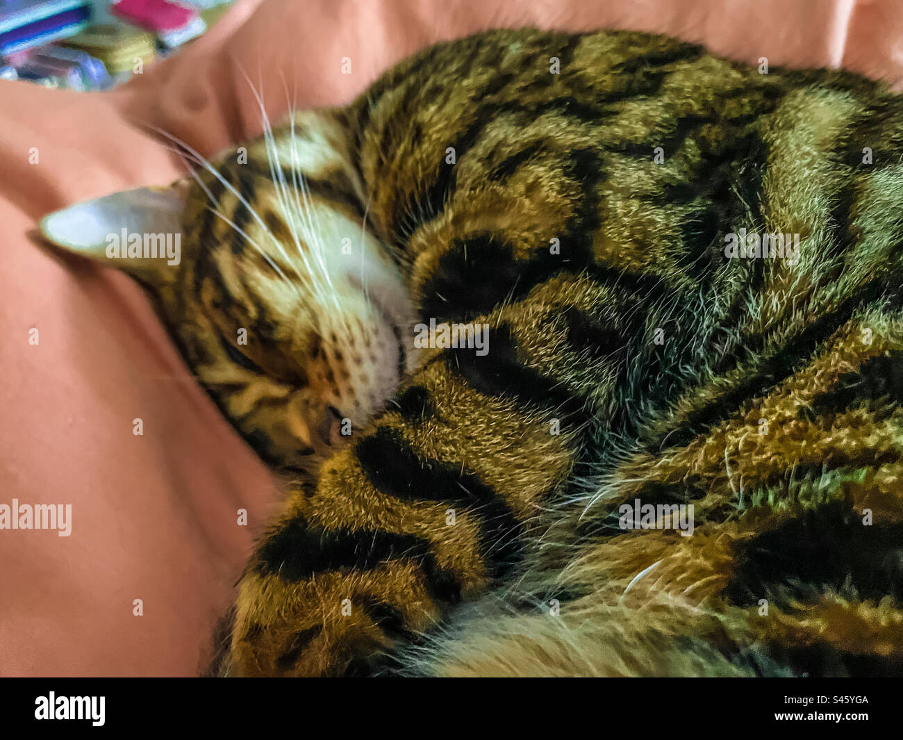 Pet Bengal cat - Smartphone Captured Stock Image