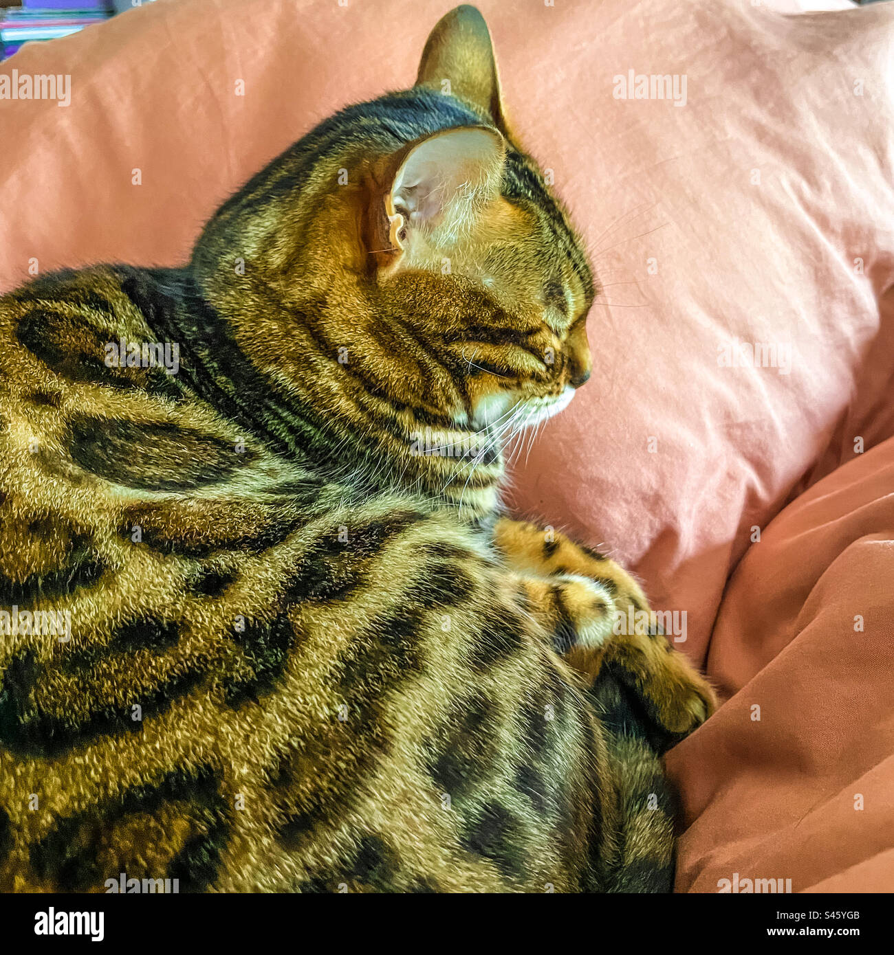 Pet Bengal cat - Smartphone Captured Stock Image