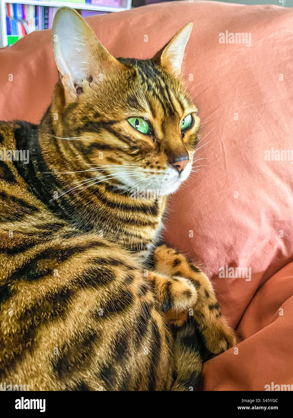 Pet Bengal cat - Smartphone Captured Stock Image