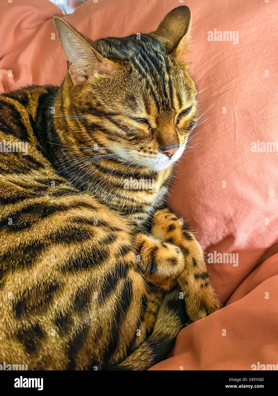 Pet Bengal cat - Smartphone Captured Stock Image