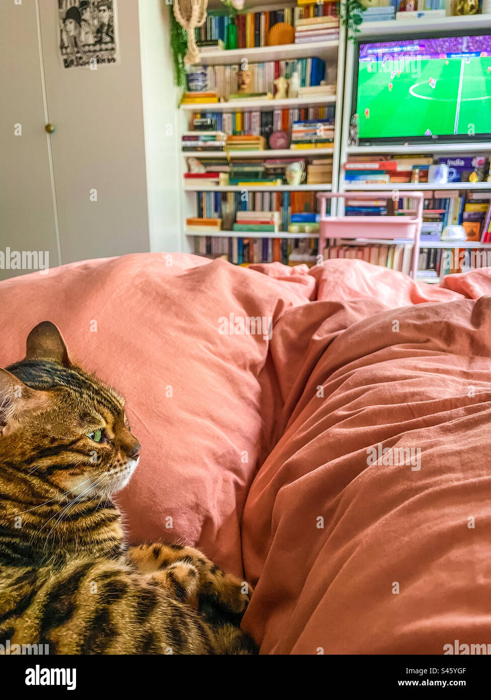 Pet Bengal cat - Smartphone Captured Stock Image