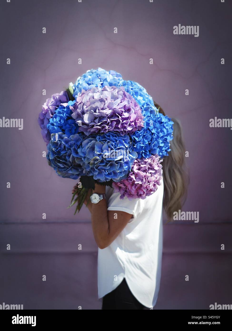 a bouquet of hydrangeas in front of a mauve wall Stock Photo