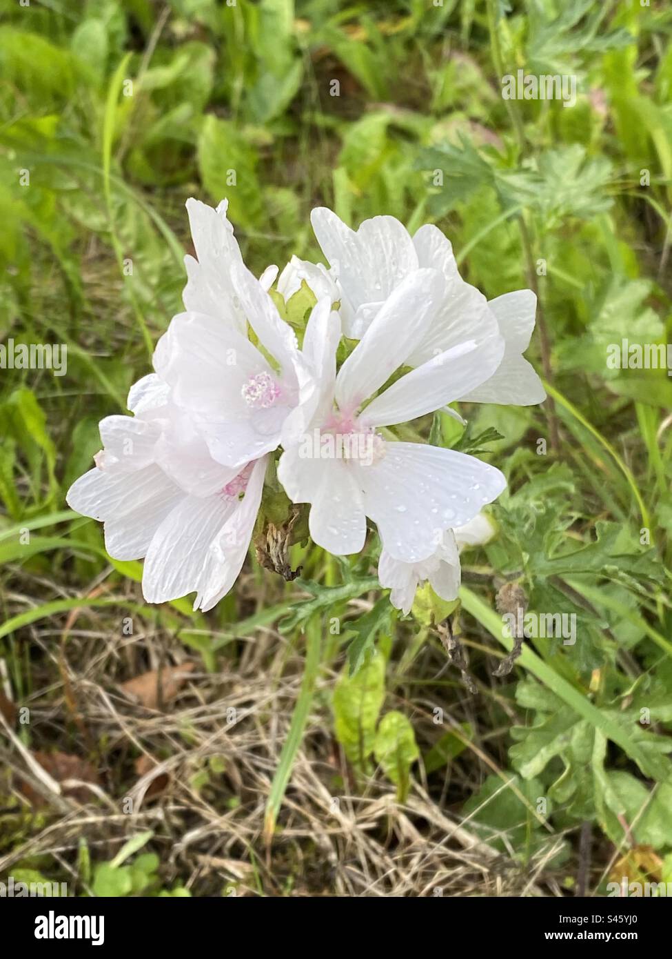 White flower with raindrops on it during a light shower of rain at Rhydargaeau, Carmarthenshire, Wales. 29 July 2023. - Smartphone Captured Stock Image