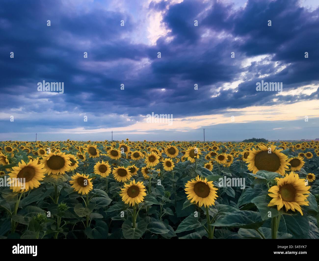 Dramatic sky over field of sunflowers - Smartphone Captured Stock Image