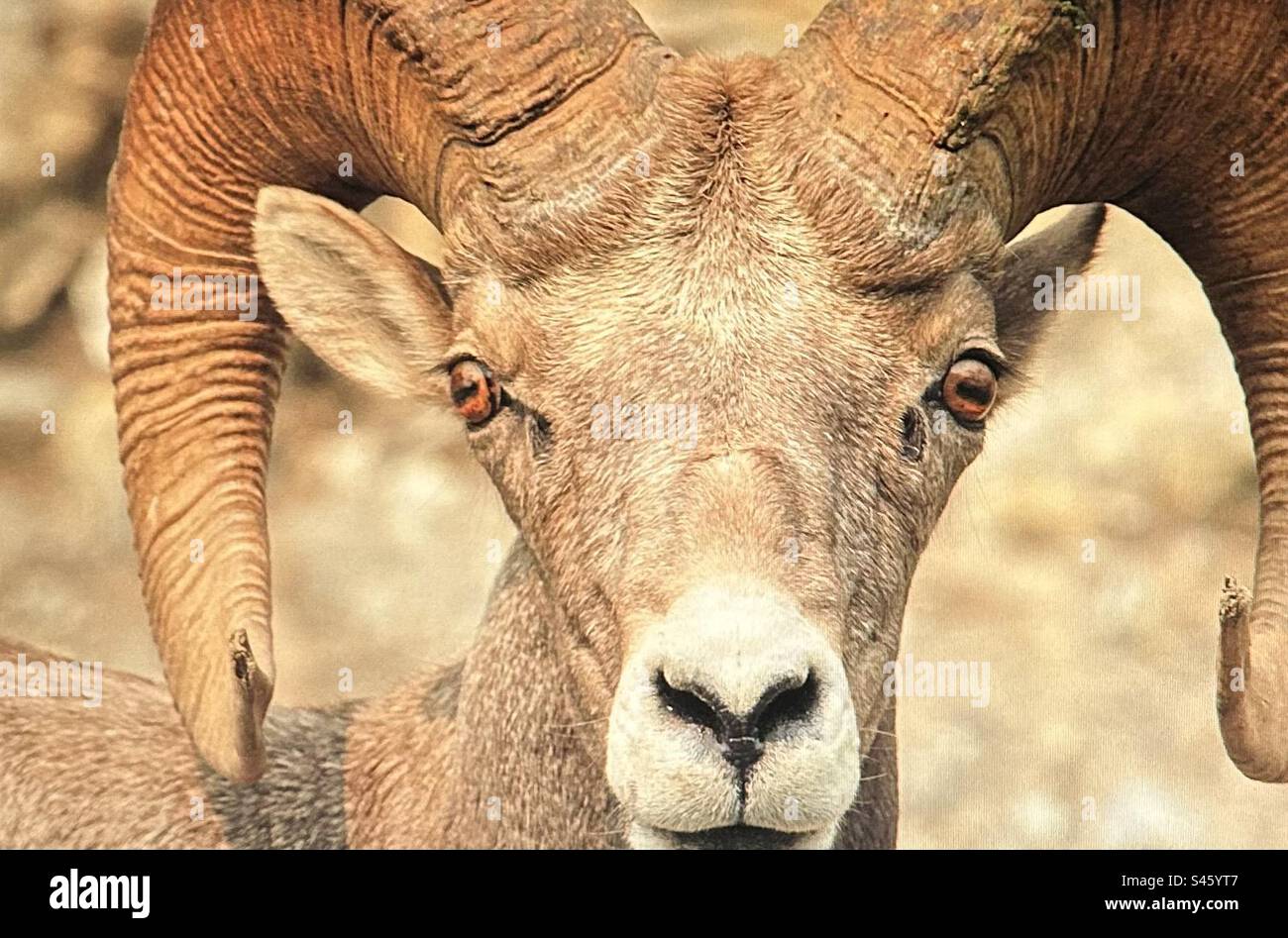 Rocky Mountain big horn sheep, Peter Lougheed Provincial Park, Kananakis Country, wildlife, Alberta, Canada - Smartphone Captured Stock Image