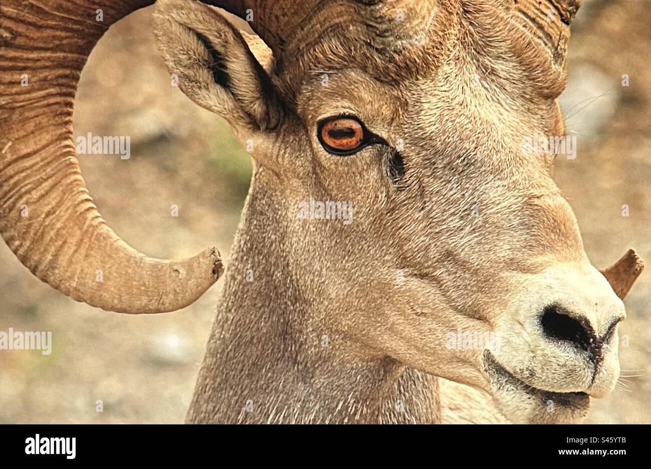 Rocky Mountain big horn sheep, Peter Lougheed Provincial Park, Kananakis Country, wildlife, Alberta, Canada - Smartphone Captured Stock Image