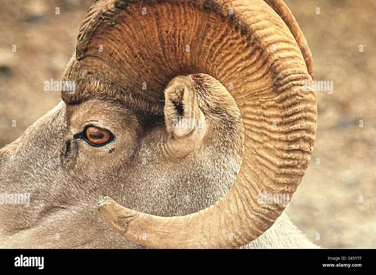 Rocky Mountain big horn sheep, Peter Lougheed Provincial Park, Kananakis Country, wildlife, Alberta, Canada - Smartphone Captured Stock Image
