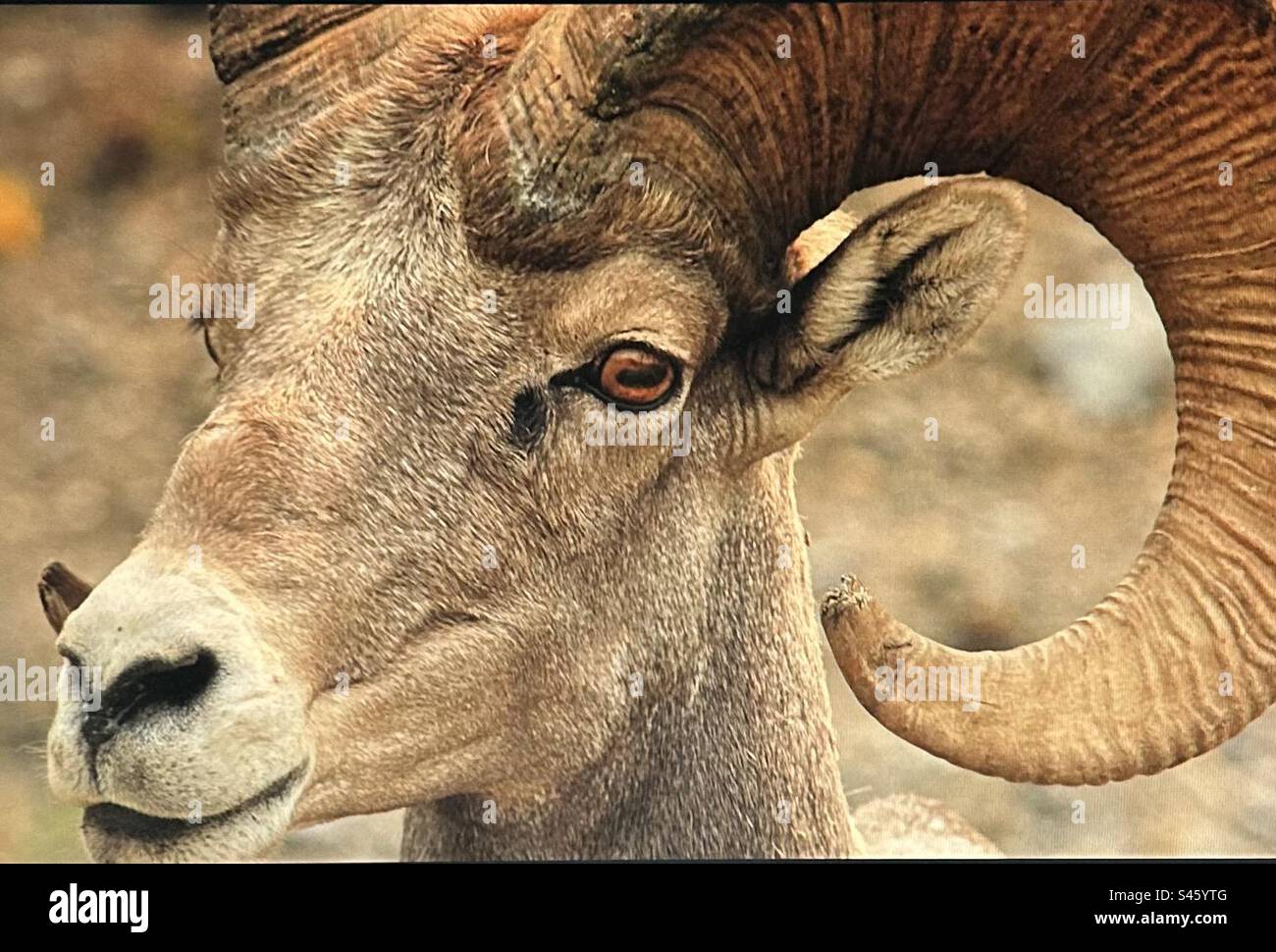 Rocky Mountain big horn sheep, Peter Lougheed Provincial Park, Kananakis Country, wildlife, Alberta, Canada - Smartphone Captured Stock Image